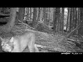 A lynx! Briefly..