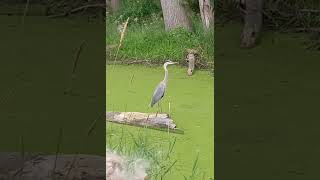 Download Lagu Great Blue Heron With a Rather Dignified Pose. #Herons #Birds #Nature #Wildlife #Animals #Shorts. MP3 Download Lagu Great Blue Heron With a Rather Dignified Pose. #Herons #Birds #Nature #Wildlife #Animals #Shorts. MP3