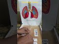 Respiratory System Working model System in Human #respiratorysystem #workingmodel #diy #shorts