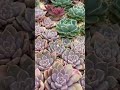 寒さに強い多肉☃️地植えにもお勧め多肉5選【多肉植物】sm138