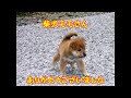 柴犬モモさん　ありがとうございました