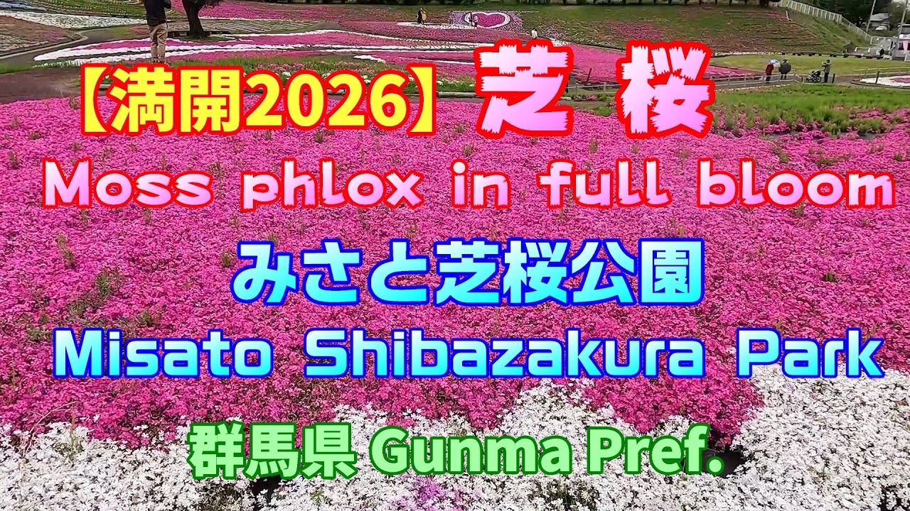 4K【満開2026】芝桜「みさと芝桜公園」（群馬県） Moss phlox in full