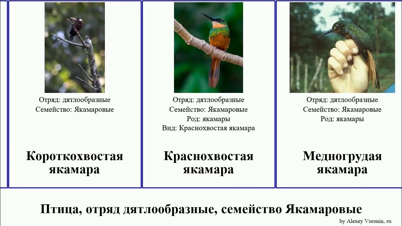 Бурогорлая брахигальба - 4256815