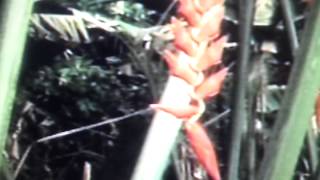 Derya Kenarina Yayarlar Kuzu Sonerkina