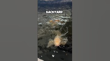 🐠 I found Massive 30 year old Koi Fish #koi #koifishpond #koifish