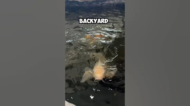 🐠 I found Massive 30 year old Koi Fish #koi #koifishpond #koifish