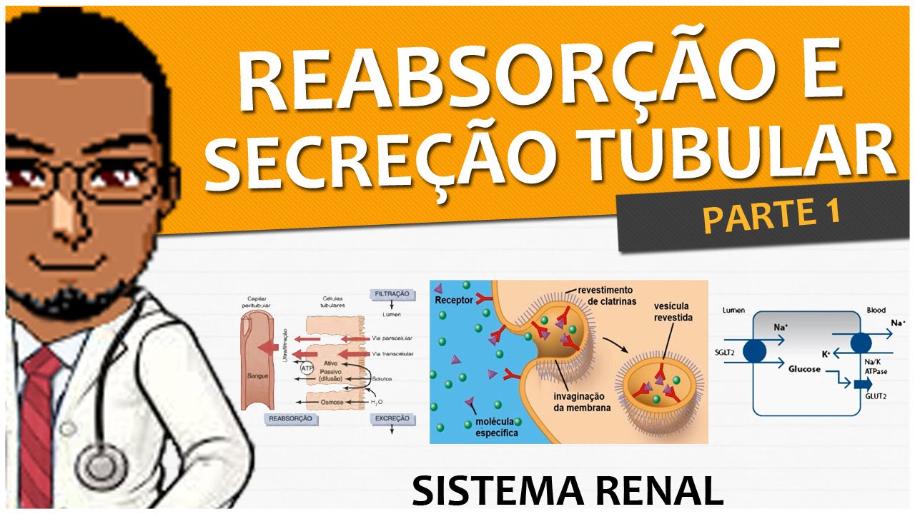 fisiologia patologica Sistema Renal/Urinário/Excretor 07 - Reabsorção e Secreção Tubular P1 (Fisiologia)