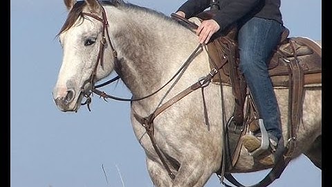 Pepto Sugar Lady    ***For info, price, etc., go to our website*** Valley View Ranch