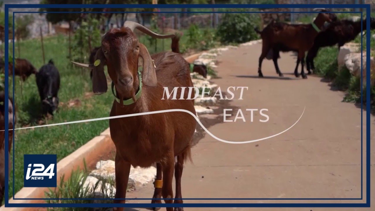 MIDEAST EATS | Celebrate Shavuot with this goat cheese tortellini