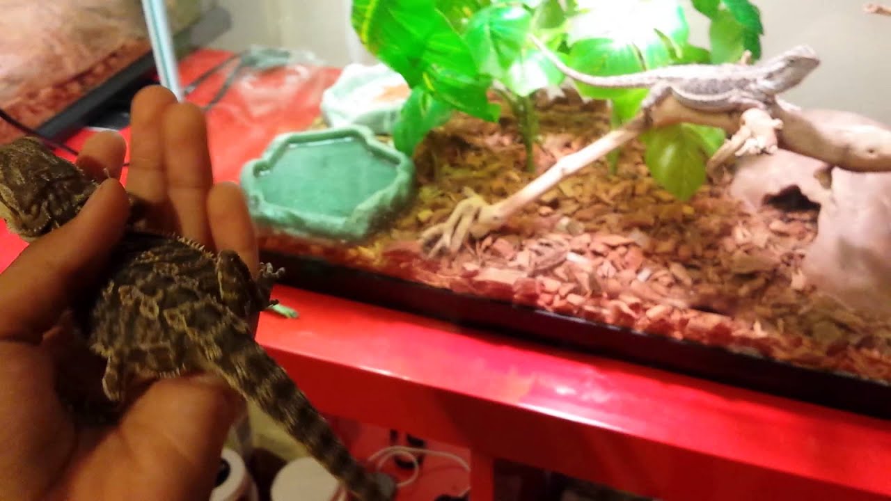 camera iphone 8 plus apk Reptile Club 3: Collection update/repticon pick up