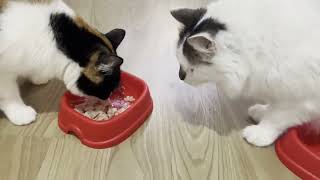 First Time Cats Testing Tuna: Cat and a Food Thief!