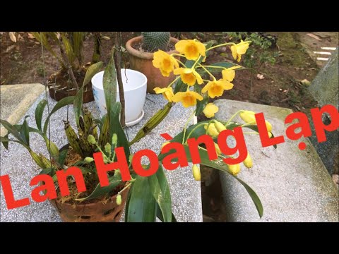 Lan Hoàng Lạp- Dendrobium Chrysotoxum