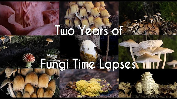 Two Years of Fungi Time Lapses - Behind The Scenes...