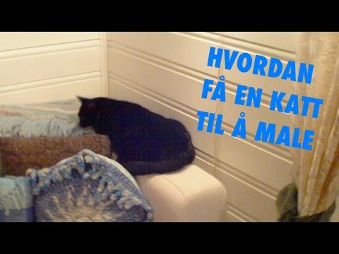 Video: Hvordan Mate En Katt