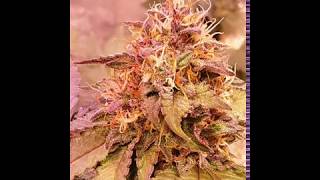 Blue Berry Kush And Space Gorilla And 9Lb Monkey Balls