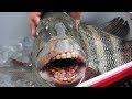 Catch & Cook: Sheephead on the Half Shell | Field Trips Florida | Field Trips with Robert Field