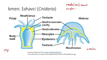 Jak se projevuje inervace jazyka?