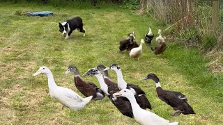 Amazing sheepdog learns to herd ducks for the first time