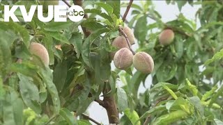 Peach lovers need patience as harvest time nears for the Texas Hill Country