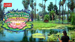 LIVE LOS ANGELES - Echo Park Lake Walk – Lotus Festival | LA Live Cam