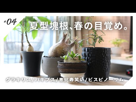 塊根植物】我が家のパキポディウムたちが冬眠（？）を超えて動き出し