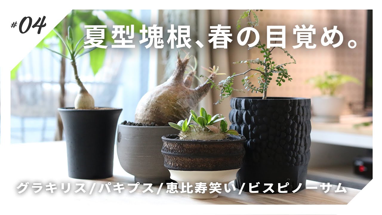 S SIZE 植木鉢 作家鉢 グラキリス パキプス 恵比寿笑い 黒鬼城 万物想