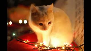 Cute kittens meow | a selection of cat meows, 2024 | A cat will come to you at these sounds