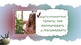 видео: Индетерминантные высокие томаты, как правильно формировать и пасынковать, чтобы получить много урожа картинка: Индетерминантные высокие томаты, как правильно формировать и пасынковать, чтобы получить много урожа