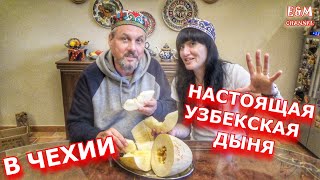 КУСОЧЕК УЗБЕКИСТАНА В ЧЕХИИ! НАСТОЯЩАЯ УЗБЕКСКАЯ ДЫНЯ В ЧЕХИИ! ЭТО БОМБА! ЧЕХИЯ ВЛОГ ELEN AND MILAN