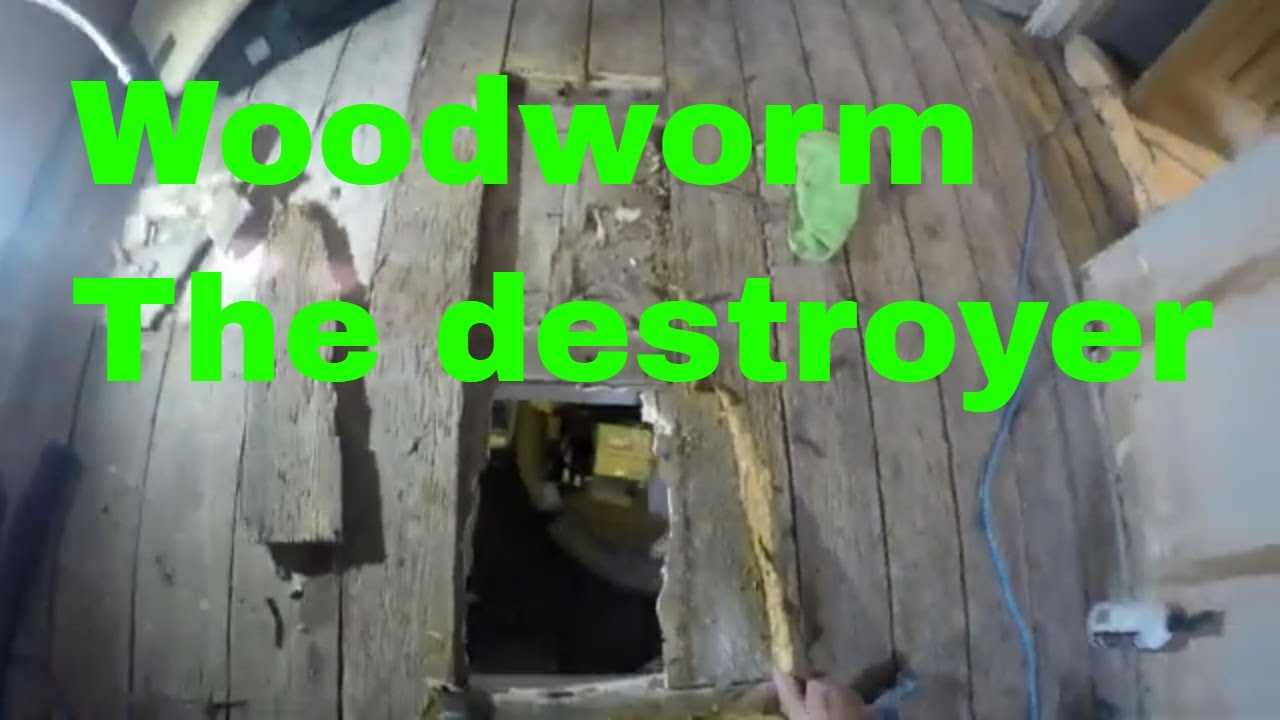 How to fix woodworm, rot and other nastiest in your floorboards YouTube