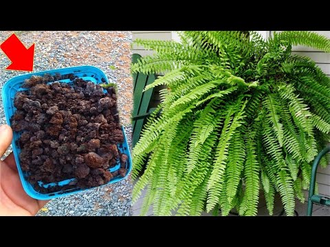 Vídeo: Quando alimentar plantas de casa com samambaias: qual é o melhor fertilizante para samambaias internas