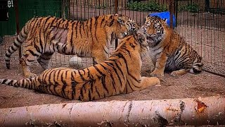 Камри , Опля и Динго новая банда из трех тигров