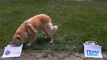 Dog predicts results in DHW Final : NiP - LDLC / Na