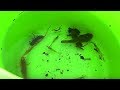 【衝撃】琵琶湖で、とんでもない生き物を大量に捕獲してしまった