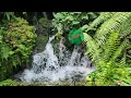 Rushing Stream @Singapore Orchid Centre 🇸🇬