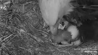 Decorah Iowa~Mom shows her cute little eaglet 🥰~2023\/04\/05