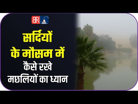 वीडियो: सर्दियों में गर्डर्स के साथ मछली कैसे करें