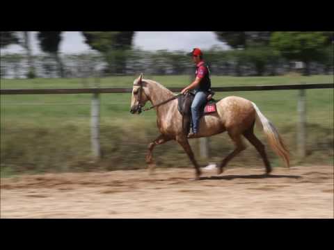 Leilão Elite Nacional 2016 Zagaia Da Bica 