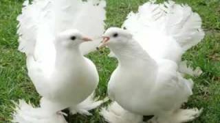 atilla çelik xeribim.mp4