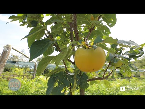 ვიდეო: სასუქები ბაღისთვის: ორგანული მეურნეობის სასარგებლოდ