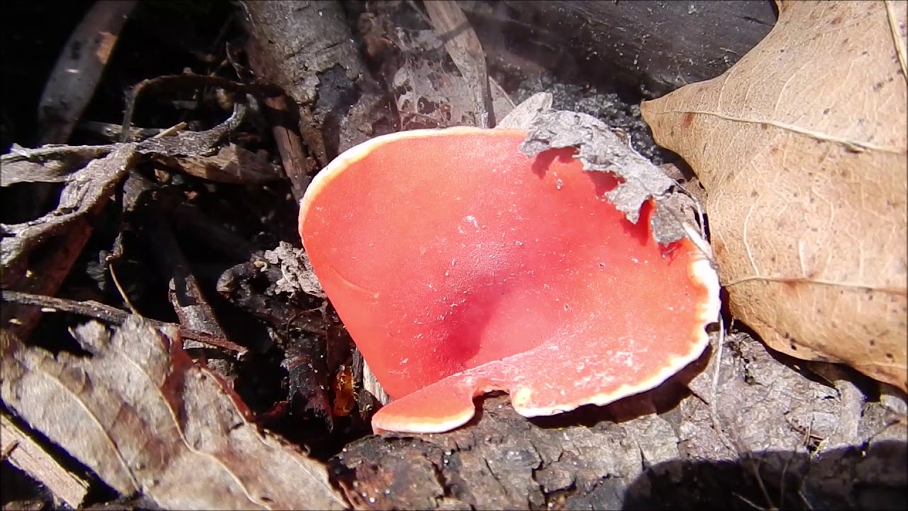Scarlet Elf Cup (Sarcoscypha coccinea)  spore release