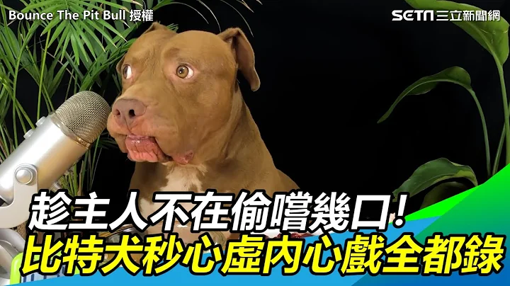 趁主人不在偷嚐幾口！比特犬秒露心虛眼神內心戲全都錄｜@setn - 天天要聞