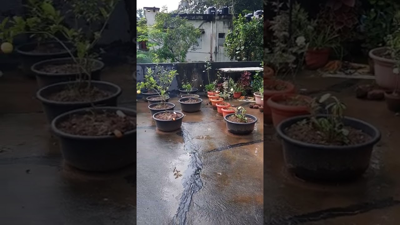 our roof garden YouTube