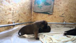Немецкий боксер щенки Kennel FCI Немецкий боксер щенки Kennel FCI