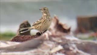 American Pipit