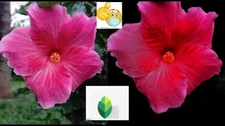 Snapseed edit | Dark background | Flower editing screenshot 5