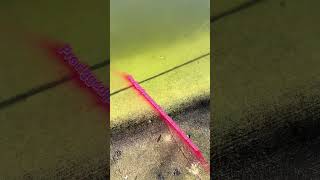 #6sense #swimbaits #fishcatchers #bankfishing #bassfishing