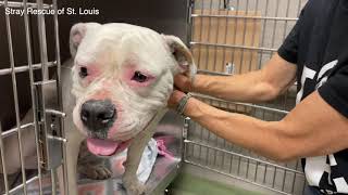 Abandoned, not forgotten - Stray Rescue of St.Louis
