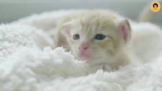 Very very Nice lovely kittens by Cats & Cats 15 views 2 years ago 1 minute, 27 seconds