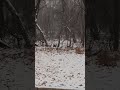 A herd of Does. No Bucks